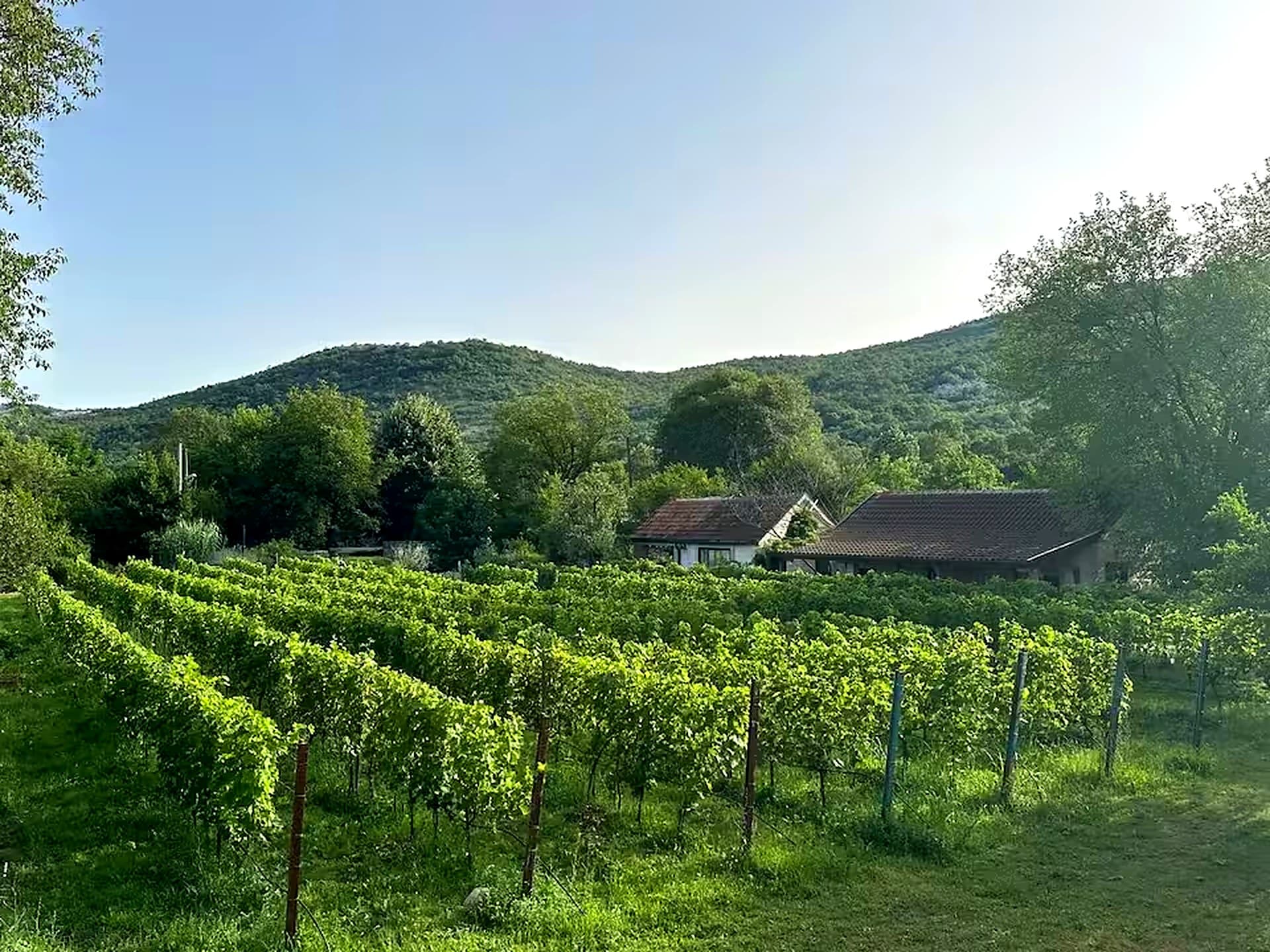 Le vignoble de Jablan Winery à Rvaši, au-dessus du lac de Skadar