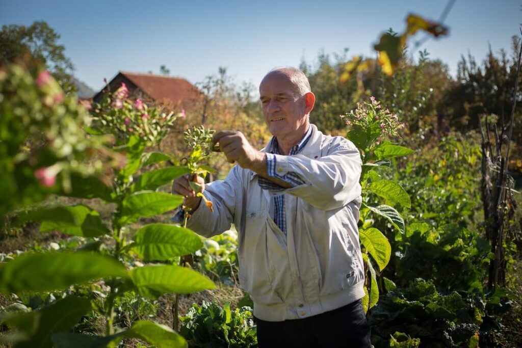 Wine & Culinary Journey Through History and Flavor! – Start from Kotor